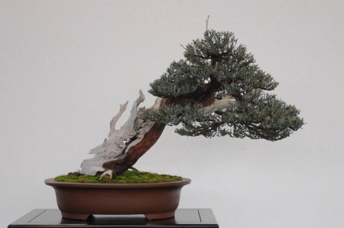 bonsai tree care 10
