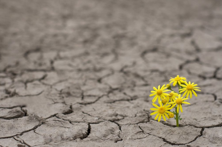 flor amarela resiliente crescendo no chão seco