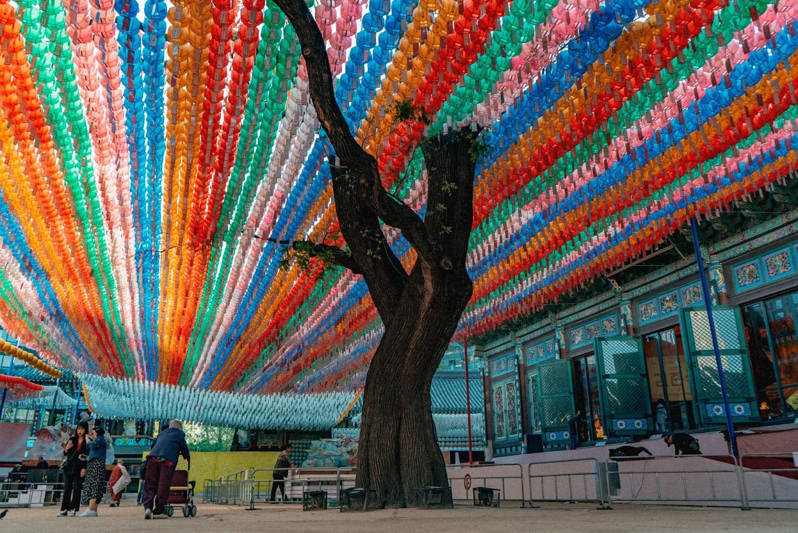 rows of paper laterns with a tree in the middle