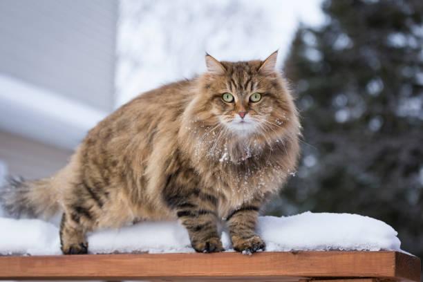 5,502 Siberian Cat Stock Photos, Pictures &amp; Royalty-Free Images - iStock