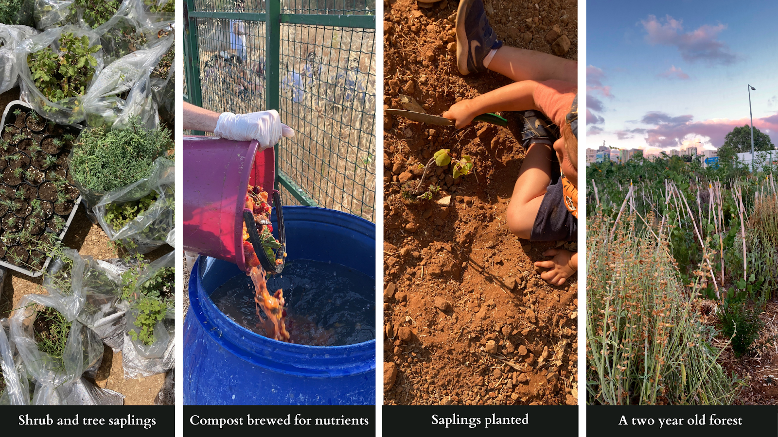 Four images: 1. A collection of shrub and tree saplings 2. Food waste being poured into a cobalt blue bin as compost to be brewed for nutrients 3. Sapling being planted into soil 4. Several feet of foliage in a field, a two year old forest.