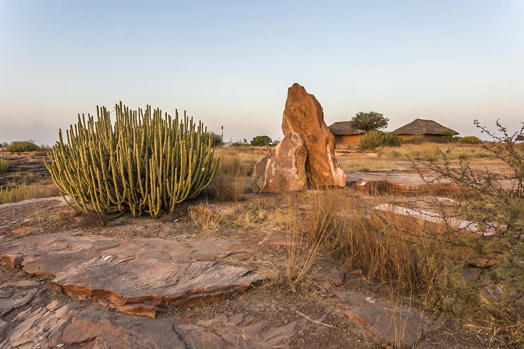 Navigating Desert Flora and Fauna