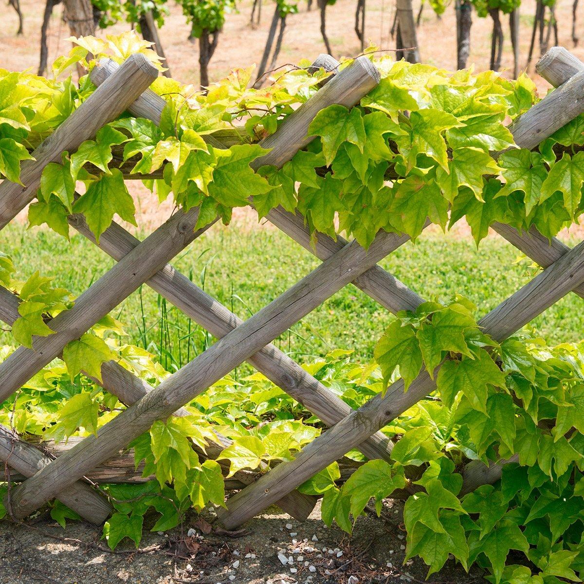 WeServe Vine Lattice To Disguise A Unit