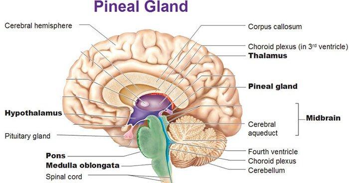 Image result for pineal gland