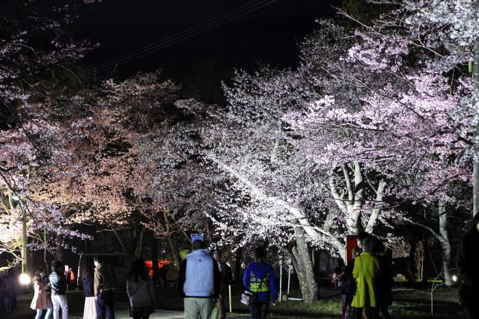 2、夜間の動物園に入れなくても、桜が楽しめる「旭山公園」