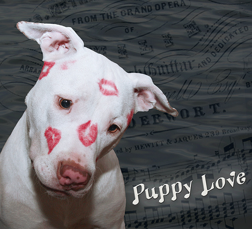 ... Face White Puppy Dog Love, ...