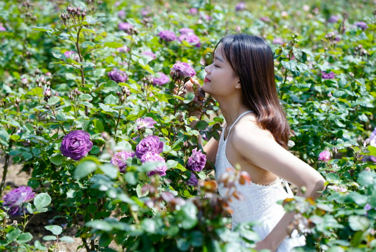 Lễ hội hoa hồng lớn nhất Tây Bắc sắp diễn ra tại Sun World Fansipan Legend  - ảnh 3