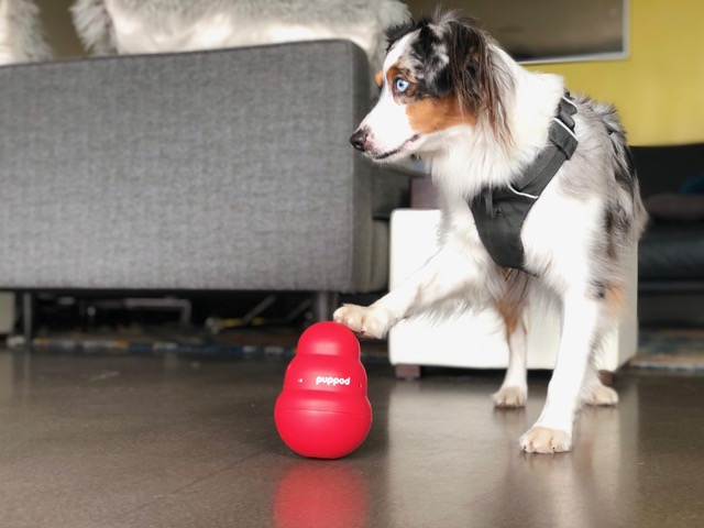 Dog playing with PupPod product