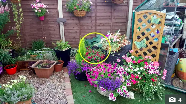 Eddie the dog hides in his owner's flower garden – answer revealed