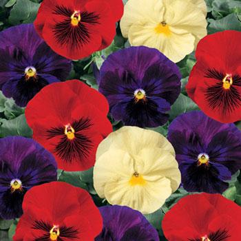 http://www.2bseeds.com/images/winecheesef1pansy.jpg