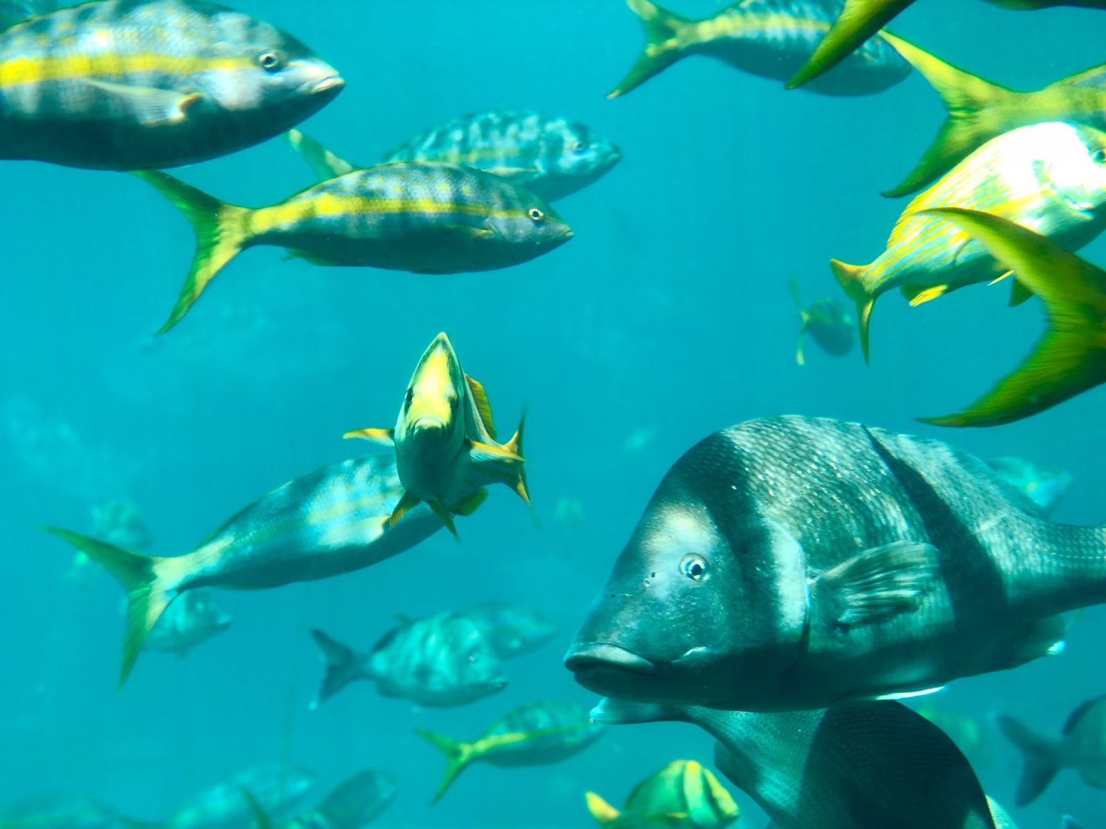 Crystal-clear waters, surrounded by colorful marine life at the Andros Barrier Reef.