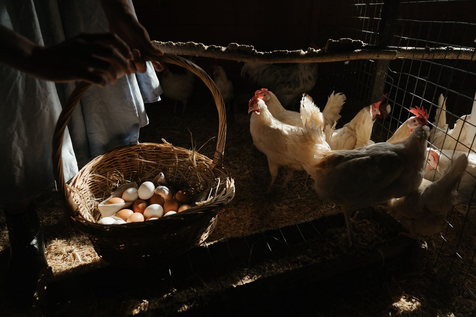 Egg basket with white chickens in background