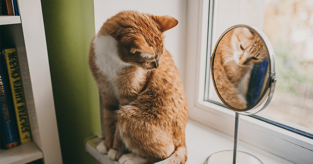 Orange cat sitting in windowsill looking back at small face mirror on a stand