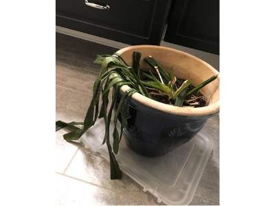 how to take care snake plant 4