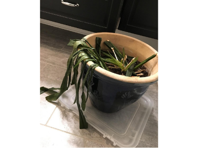 How to take care snake plant 4