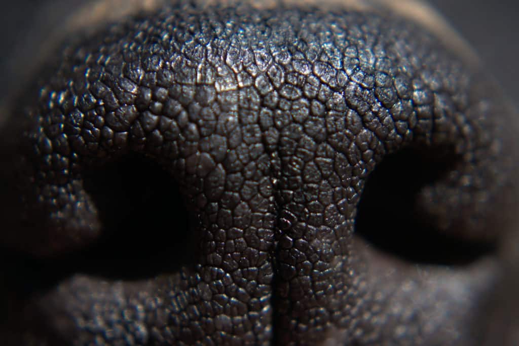 primer plano de la nariz del perro