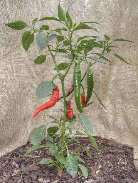 Protect established pepper plants from cold