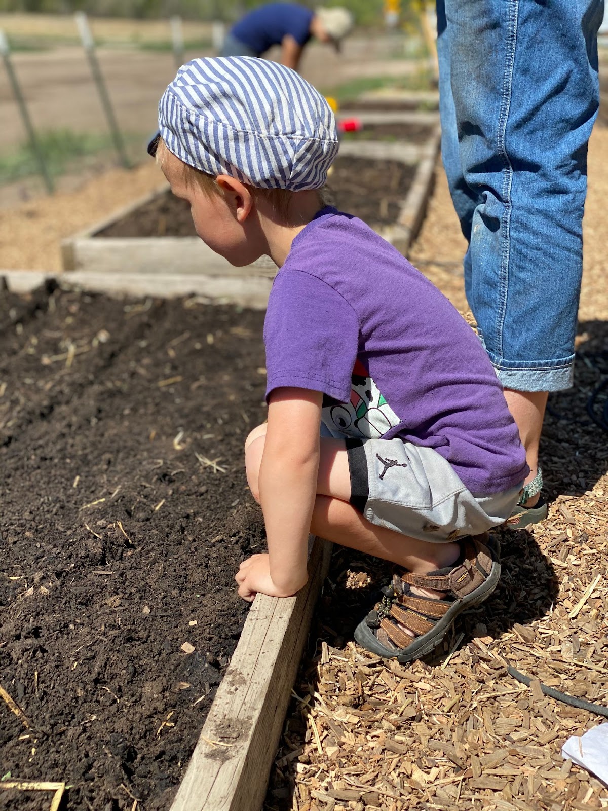 Young boy in purple shirt looks at a freshly tilled garden box