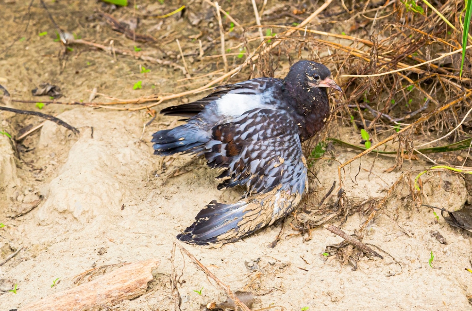 What To Do With An Injured Bird? 2 W0qzewIW dxcU0eiEo9f9hyfUVjt1dLT2lrqBvWDKDNpZyXJyYjIYaE2R0FPp38ObxD ODGUPBAdys TL0c5Zu30cHS oXx qn539JEkPcmiJaaPrtuyG8xcmtXw7XHalZulKzf0