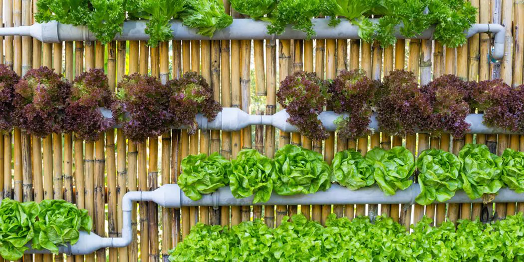 Water your plants regularly.