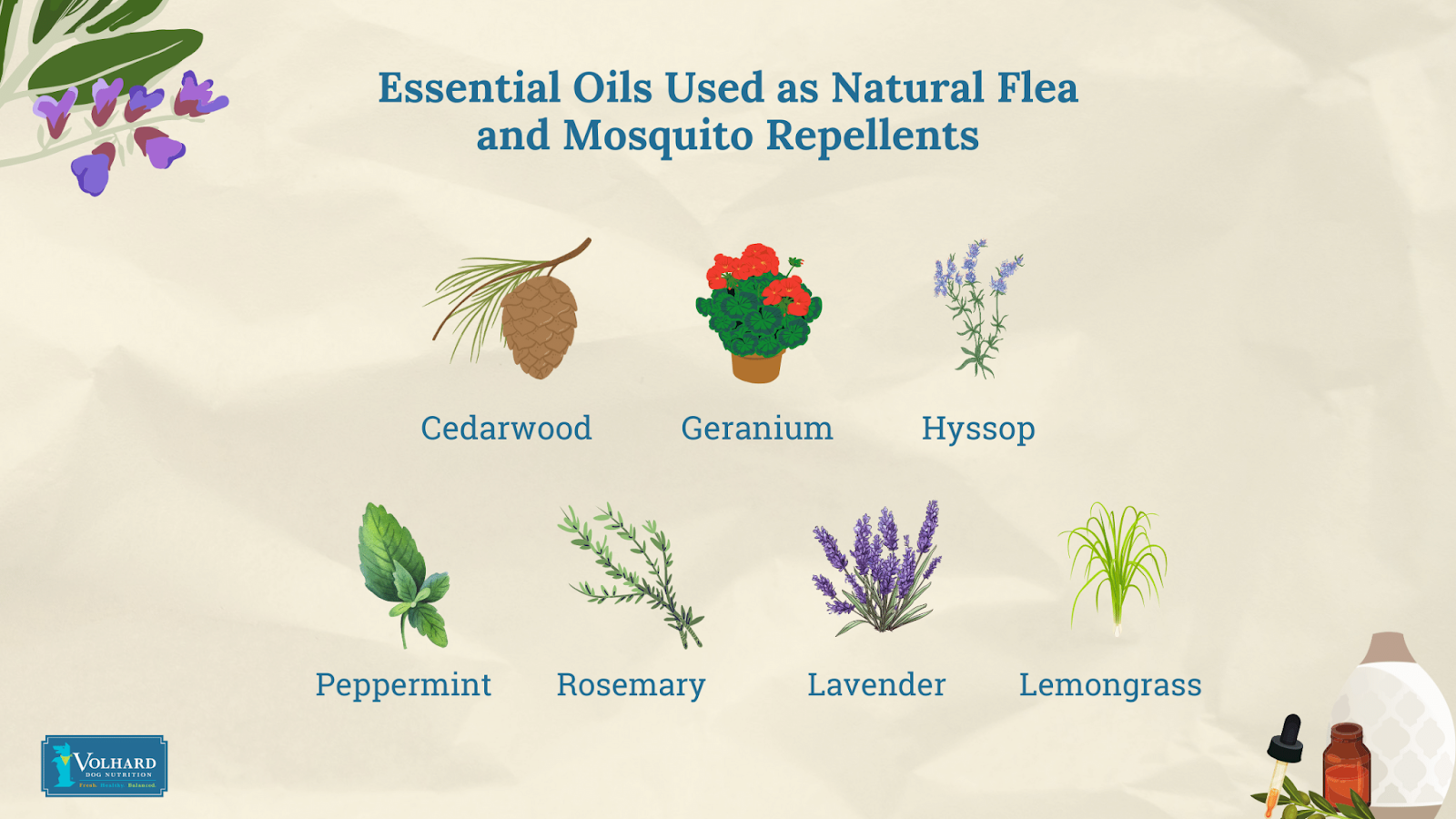 Essential oils as natural flea and mosquito repellents