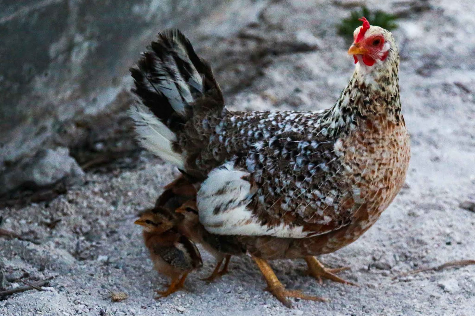 A mother hen with her chicks by Higgs Beach, which is a must stop in Key West on a budget.