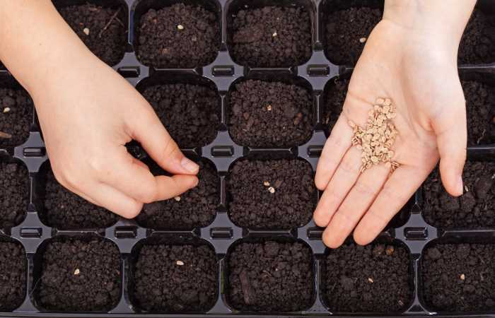 Plant pepper seeds at the proper depth