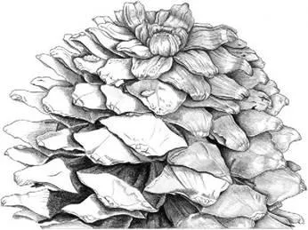 D:\0 wd yedek\acr yedek\1 film indirme\botanicheskaya_illyustraciya2_files\image065.jpg