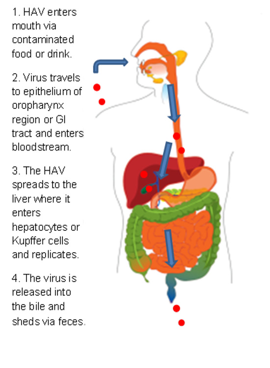 A diagram of how the virus enters the body. 