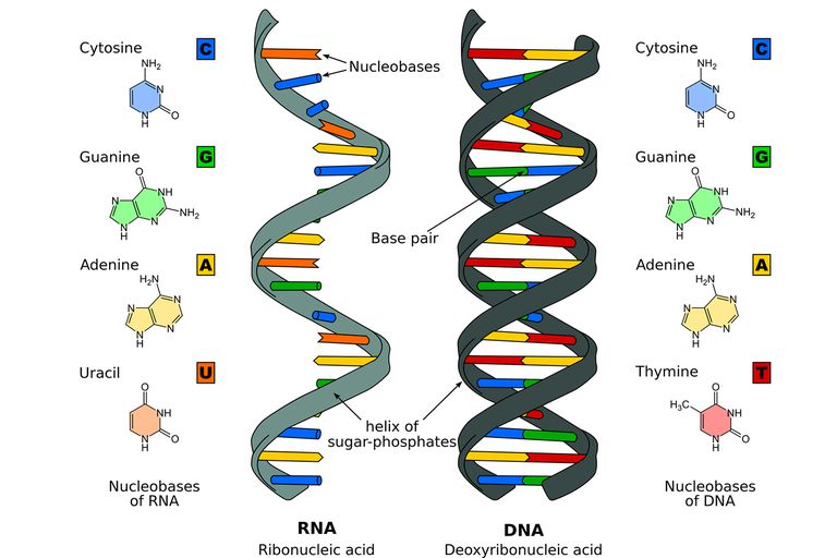 Image result for Comparing DNA and RNA