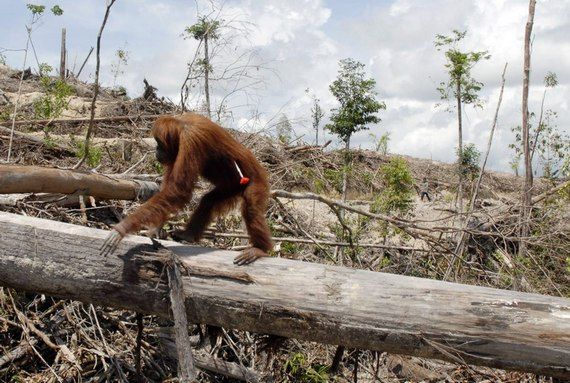 an organgutan in the devastating environmental impact of palm oil harvesting