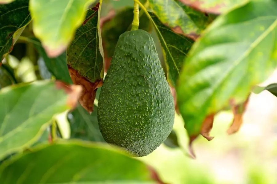 Take care of your avocado tree if you want it to bear fruit