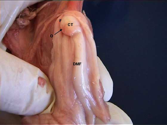 Pliegue dorso-medial (DMF), tubérculo cervical (CT), os (O) y fórnix (F) en una perra en anestro