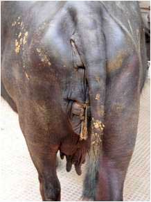 Suturas de colchonero horizontal aplicadas a la vagina de una búfala con un prolapso vaginal preparto.