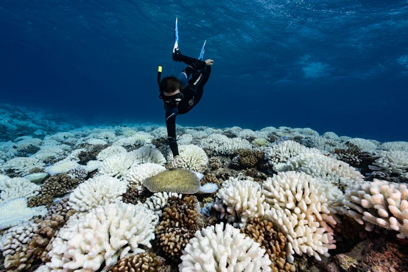 A diver observes major bleaching on the coral reefs of Society Islands, French Polynesia.