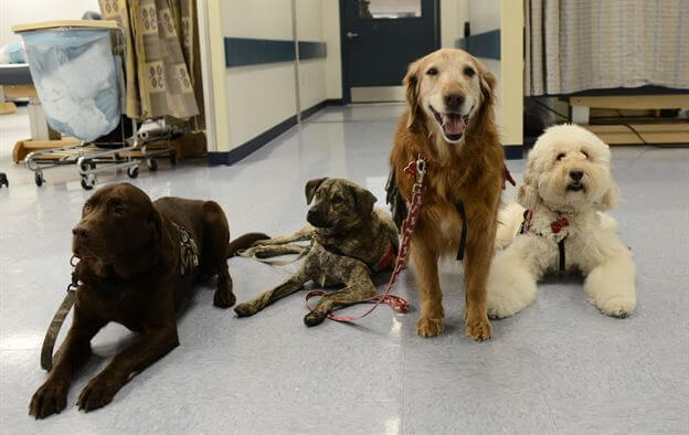 do therapy dogs actually work