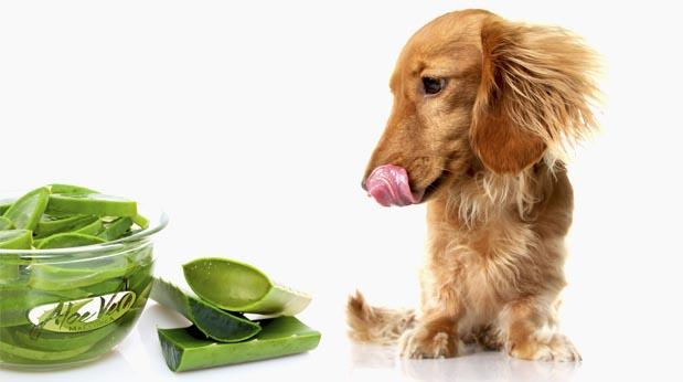 Homemade remedies for dogs -  aloe vera for dogs