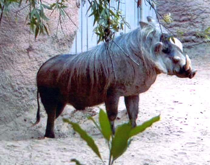 Warthog at San Diego Zoo.
