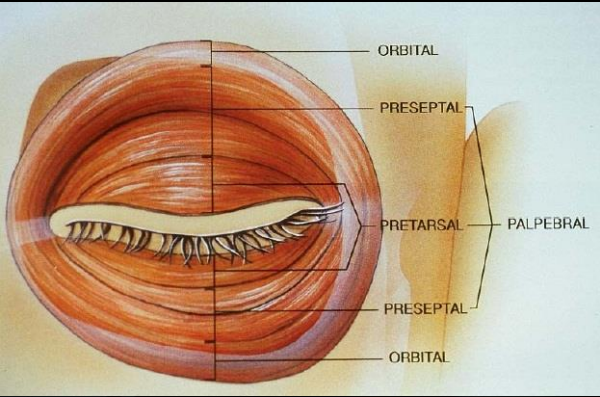 Músculos da face, uma revisão de anatomia | Colunistas - Sanar Medicina