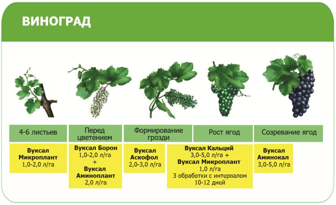 Чем подкормить виноград после открытия. Удобрение для винограда. Удобрение виноградников. Подкормка винограда. Схема подкормки винограда.