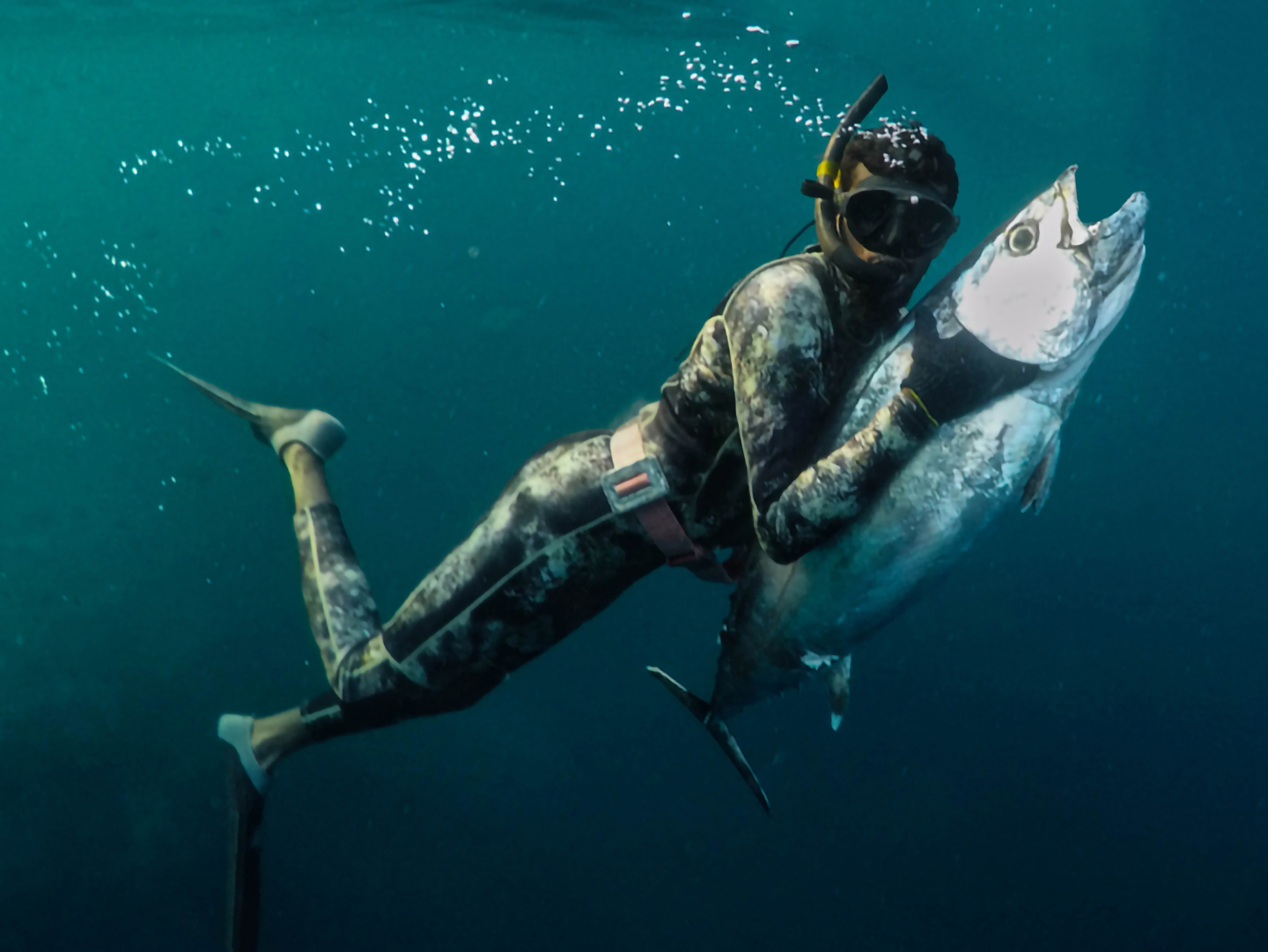 An underwater image of a diver in a tight wetsuit and snorkeling equipment with a Tuna after catching it with a spear