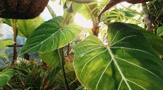 Why Are Plants Green? To Reduce the Noise in Photosynthesis. | Quanta  Magazine