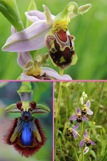 Bee Orchid (Ophrys apifera)