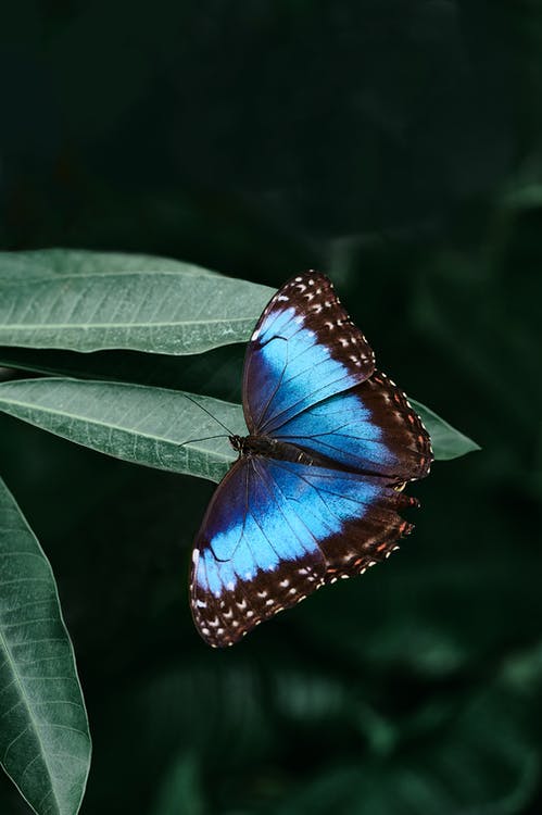 Blue and Black Morpho Butterfly on Green Leaf