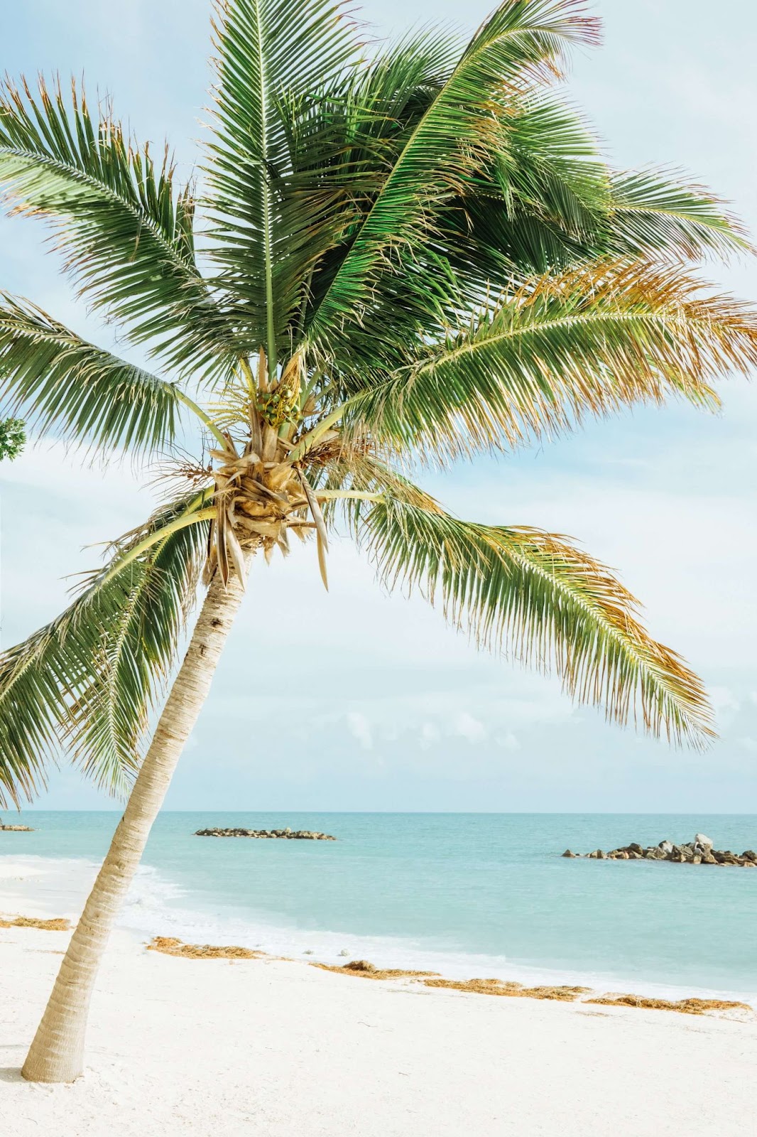 Key West, palm trees, ocean, Straits of Florida