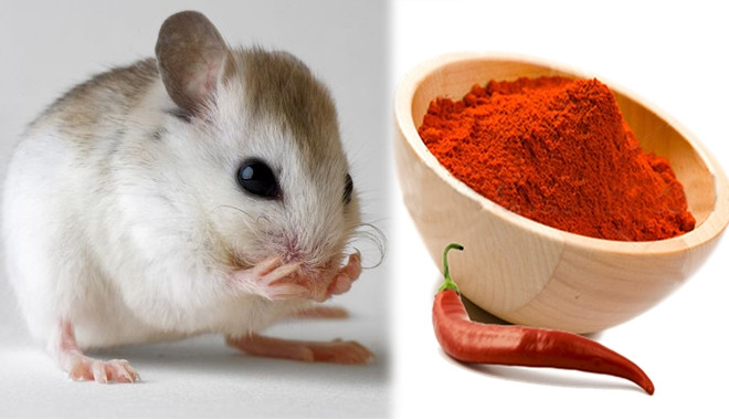 Cách đuổi con chuột cống bằng hạt tiêu