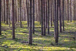 Distanced same species trees planted over large area