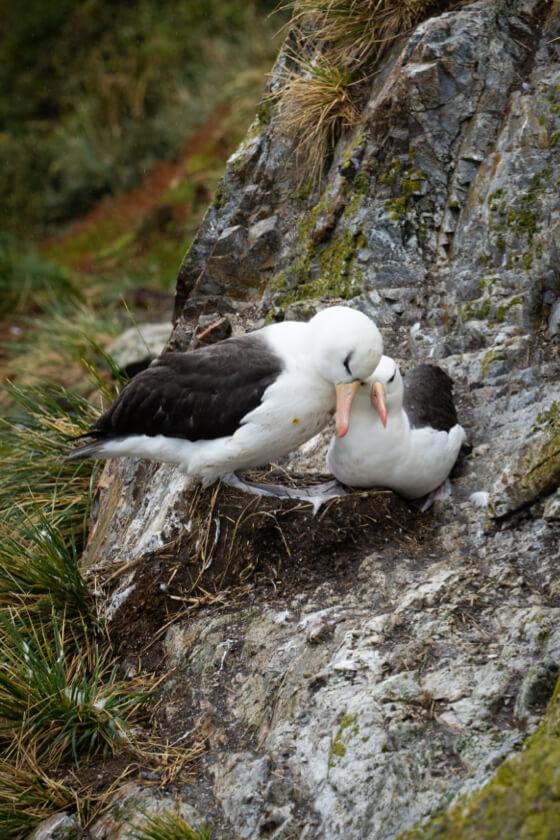 Sociedad Mundial para la Naturaleza Chile - Dos albatros de ceja negra