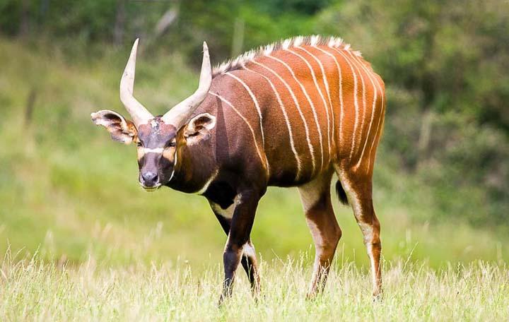 Bongo Antelope Aspiration 1.jpg
