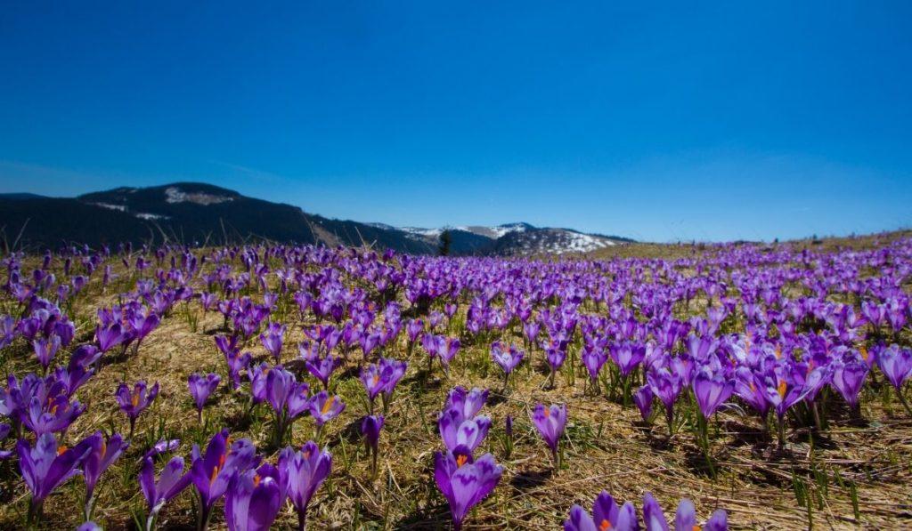 Transylvania landscape with purple wildflowers covering the ground, mountains in the background. Spring is the Best Time To Visit Transylvania to see this.